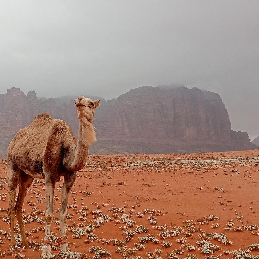 Golden Day Wadi Rum Exterior foto